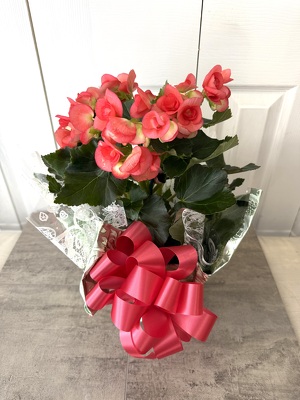 Begonia from Aladdin's Floral in Idaho Falls